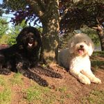 Susan Rine Thomas - @pepperholly123 - Instagram