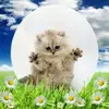 susanrinebold - @susanrinebold - TikTok
