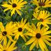 Susan Rinke - Facebook