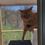 Susan Romig - @litlbaskt1 - Instagram