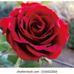 Susan Roos - Facebook
