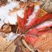 Alpine Images Photography by Susan Runyon - Facebook