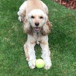 Susan Ryall - @biscuit2012 - Instagram