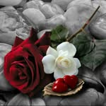@susan_saadat54 - Instagram