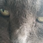 susan saeed - @mrsgrigson - Instagram