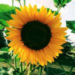 Susan Selle - @susan.selle.7 - Instagram