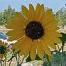 Susan Severin - Facebook
