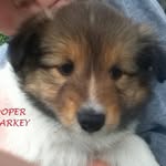 Susan Sharkey - @sharkey_susan - Instagram