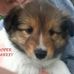 Susan Sharkey - Facebook