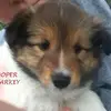 Susan Sharkey - @susan.sharkey22 - TikTok