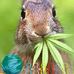 Susan Sheaffer Maguire - Facebook