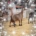 Susan Shelly - Facebook