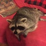 Susan Shinn - @susanshinn - Instagram