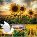 Susan Siemer - Wilson - Facebook
