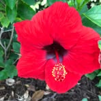 Susan Simmers - Facebook