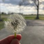 Susan Simoneaux - @suesimoneaux - Instagram