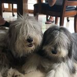Susan Sipes - @beardie__brothers_and_rocky - Instagram
