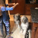Susan Sipes - @bestdogrocky - Instagram