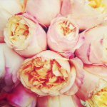 Susan Sipes Cone - @susansipes_ - Instagram