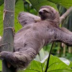 Sloth - @susan.r.soltys - Instagram
