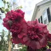 Susan Spicer - @susan.spicer - TikTok