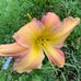 Susan Stacy - Facebook