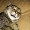 susannestalter0 - @susannestalter0 - TikTok