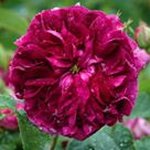 Susan Stancombe - @susanstancombe - Instagram
