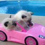 Susan Denise Steed Mckee - @cruelsuzie94 - Instagram