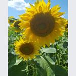 Susan Steelman Dickey - @susan_steelman_dickey - Instagram