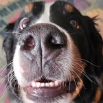 Susan Steitz Wilson - @pixie.the.berner - Instagram