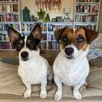 Susan Stoltz - @dash_and_zoom - Instagram