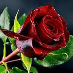 Susan Stoltz - Facebook