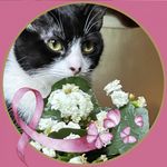 Susan Strand Morse - @strandmorse - Instagram