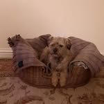 Susan Strawbridge - @buds_beak - Instagram