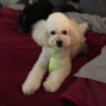 Susan Schmitt Stribling - @schmittstribling - Instagram