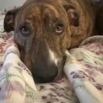 Susan Stribling - @mydogintheyard - Instagram