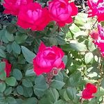 Susan Brown Surber - @surbersusan - Instagram