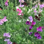 Susan Swindells - @susan.swindells - Instagram