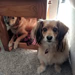 Susan B Anthony & Willie Taft - @susanbwillie - Instagram
