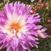 Sue Timmer - Facebook