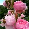 Neris - @n.susantineris - TikTok