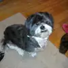 susantomaszycki - @susantomaszycki - TikTok
