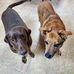 Sue Tousignant - Facebook