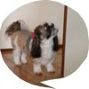 Bonnie - @susantrainor1 - TikTok