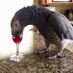 Susan Tuck - @oliversgarden.birdtoys - Instagram