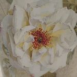 Susan Ullrich - @susan.ullrich.9250 - Instagram