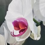 Susan Valentine - @susanpvalentine - Instagram