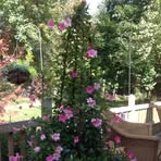Susan Viens - Facebook