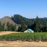 Susan's Vineyard - @susansvineyard - Instagram